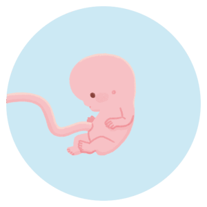 妊娠38週目の赤ちゃんの成長・発達と妊婦さんの様子