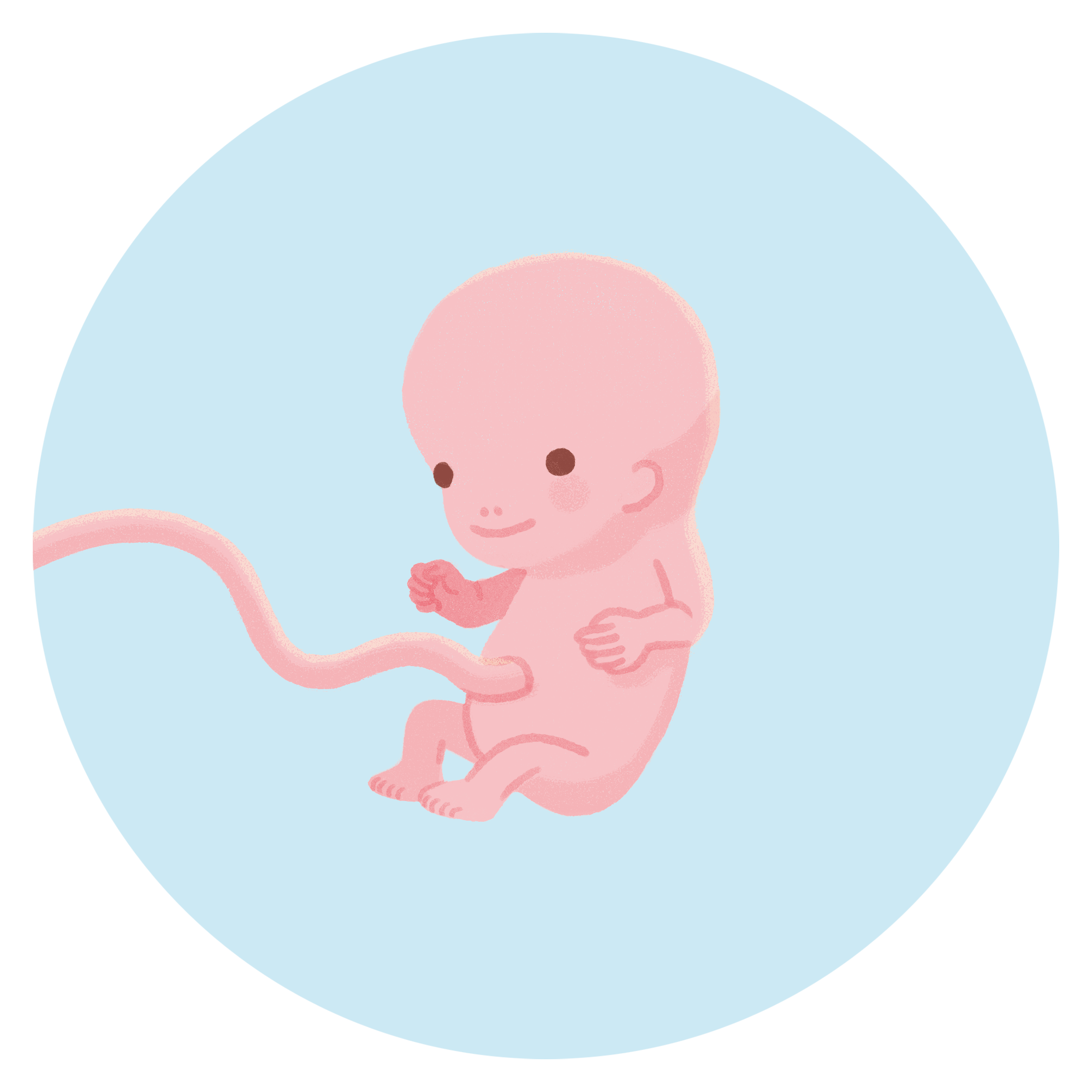 妊娠10週目の胎児