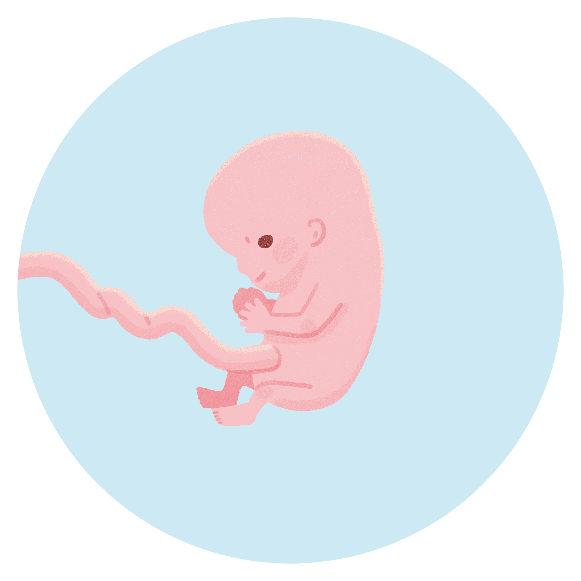 妊娠11週目の胎児