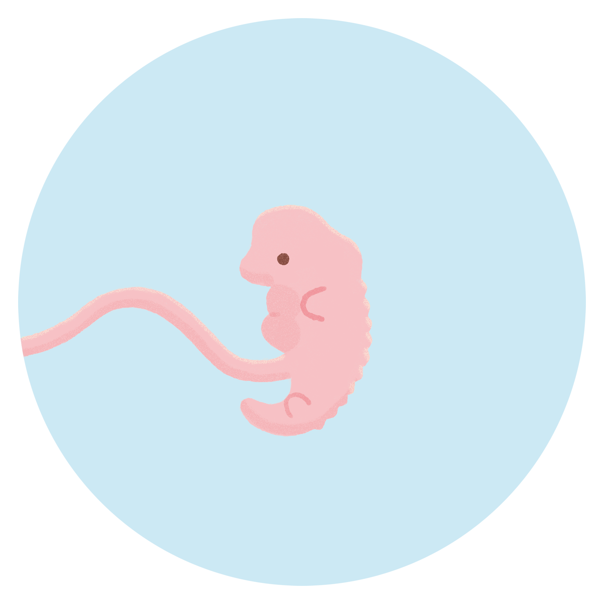 妊娠5週目の胎児