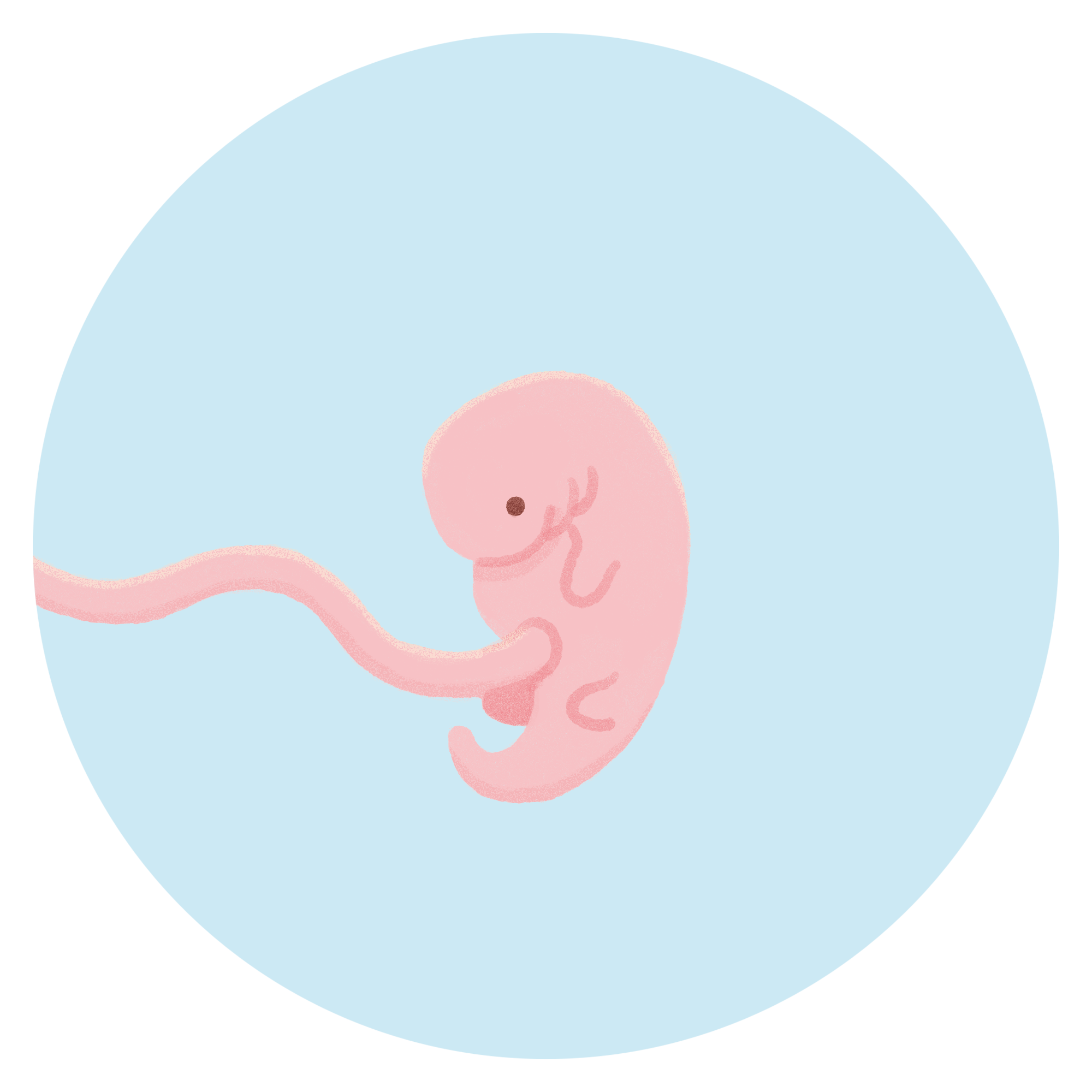 妊娠6週目の胎児