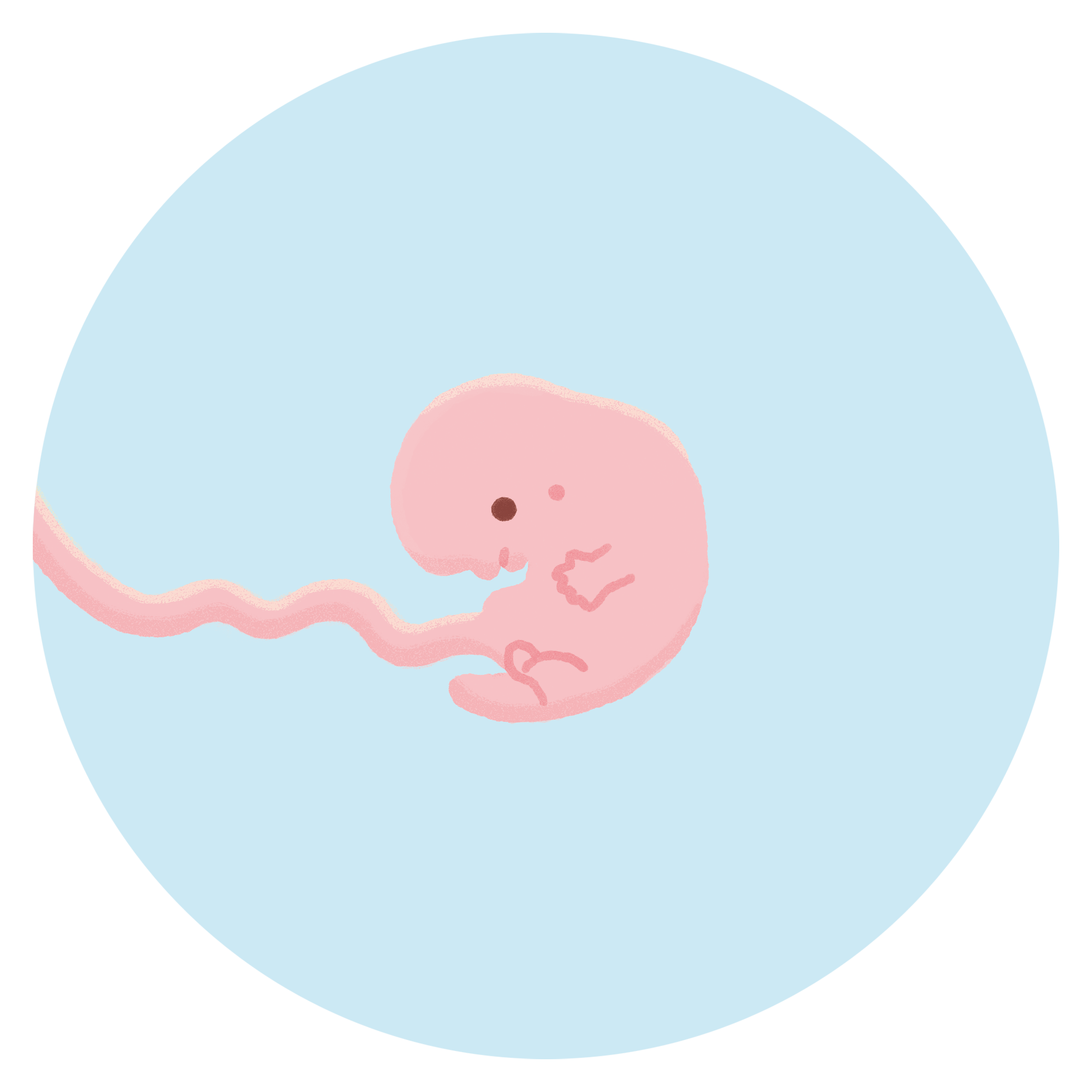 妊娠7週目の胎児