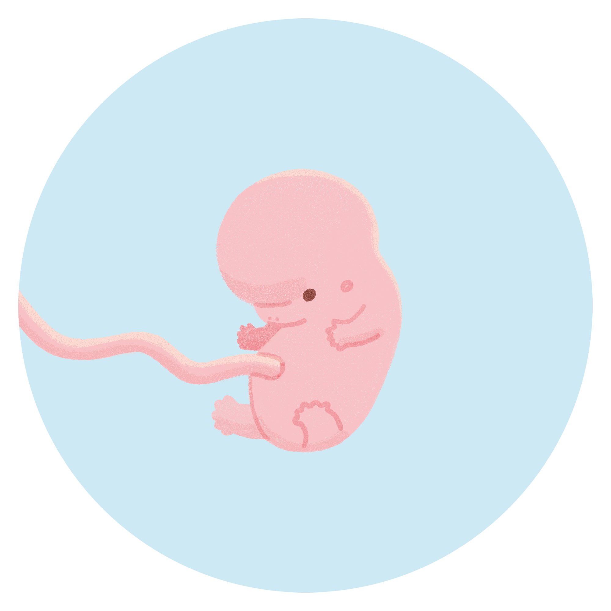 妊娠8週目の胎児